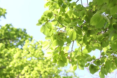Photo of Beautiful tree crown with green leaves as background, closeup