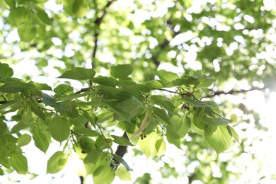 Photo of Beautiful tree crown with green leaves as background, closeup