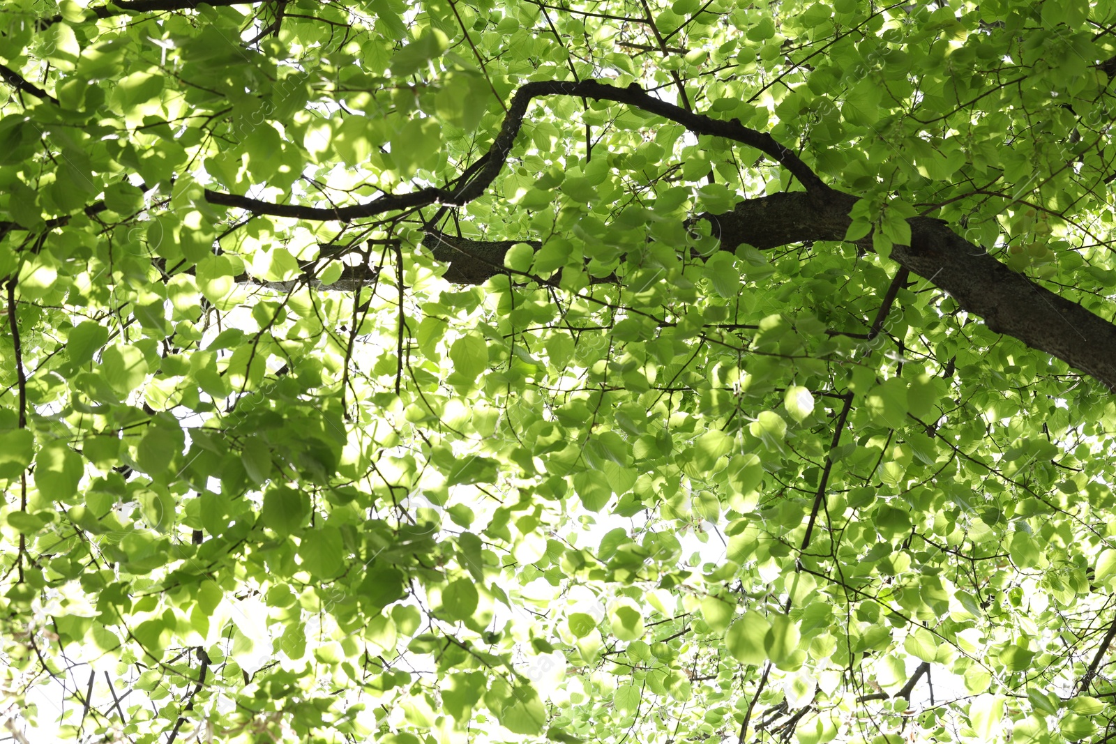 Beautiful tree crown with green leaves as background, low angle view Photo of Beautiful tree crown with green leaves as background, low angle view