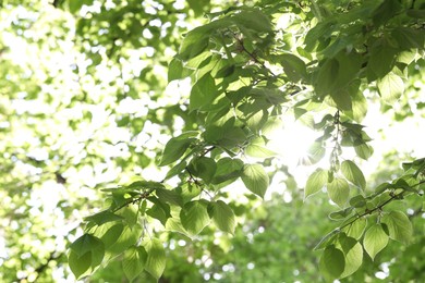 Photo of Beautiful tree crown with green leaves as background, closeup
