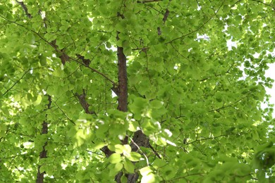 Photo of Beautiful tree crown with green leaves as background, closeup