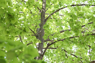 Photo of Beautiful tree crown with green leaves as background, low angle view