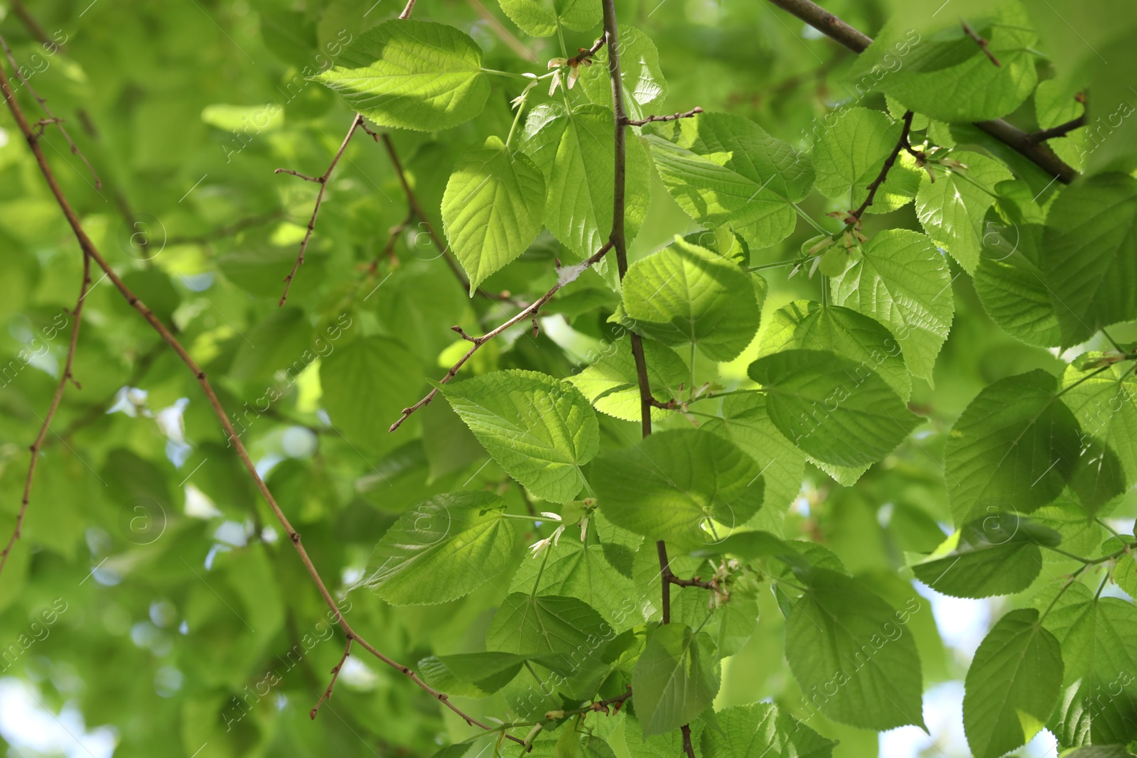 Beautiful tree crown with green leaves as background, closeup Photo of Beautiful tree crown with green leaves as background, closeup