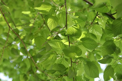 Photo of Beautiful tree crown with green leaves as background, closeup