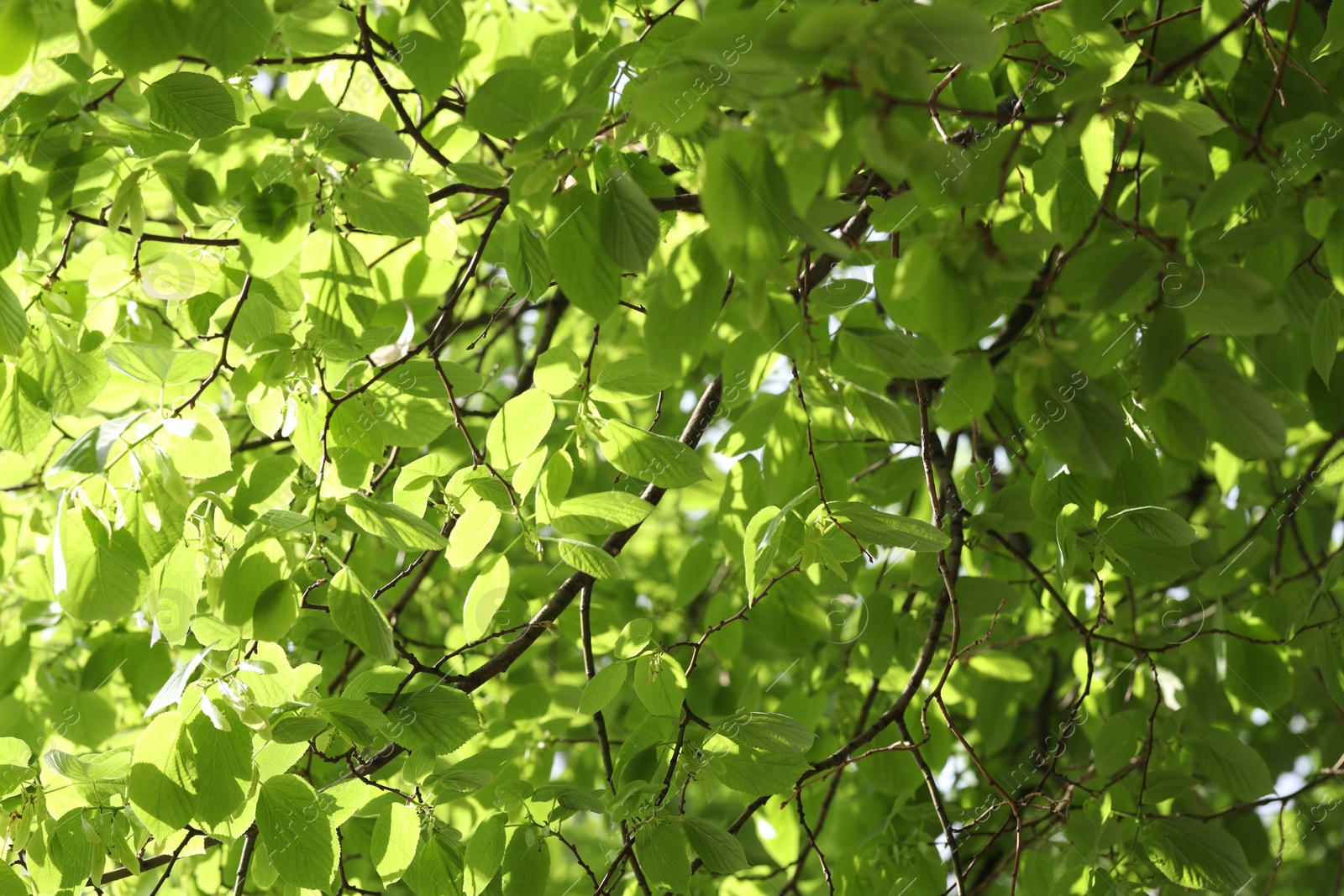 Beautiful tree crown with green leaves as background, closeup Photo of Beautiful tree crown with green leaves as background, closeup