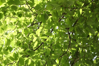 Photo of Beautiful tree crown with green leaves as background, closeup
