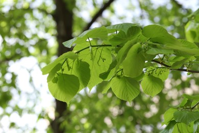 Photo of Beautiful tree crown with green leaves as background, closeup