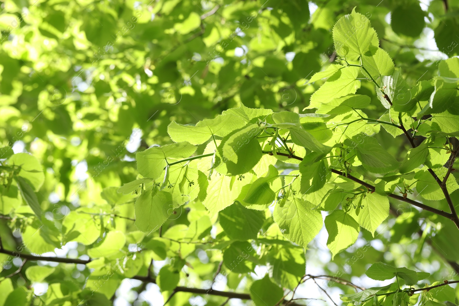 Beautiful tree crown with green leaves as background, closeup Photo of Beautiful tree crown with green leaves as background, closeup