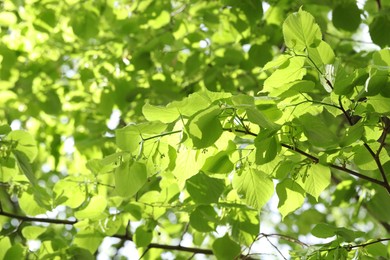 Photo of Beautiful tree crown with green leaves as background, closeup