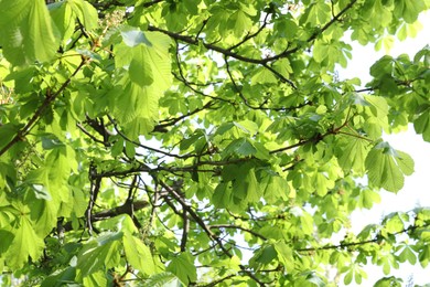 Photo of Beautiful tree crown with green leaves as background, closeup