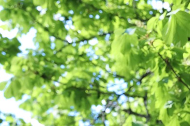 Photo of Blurred view of beautiful tree crown, closeup