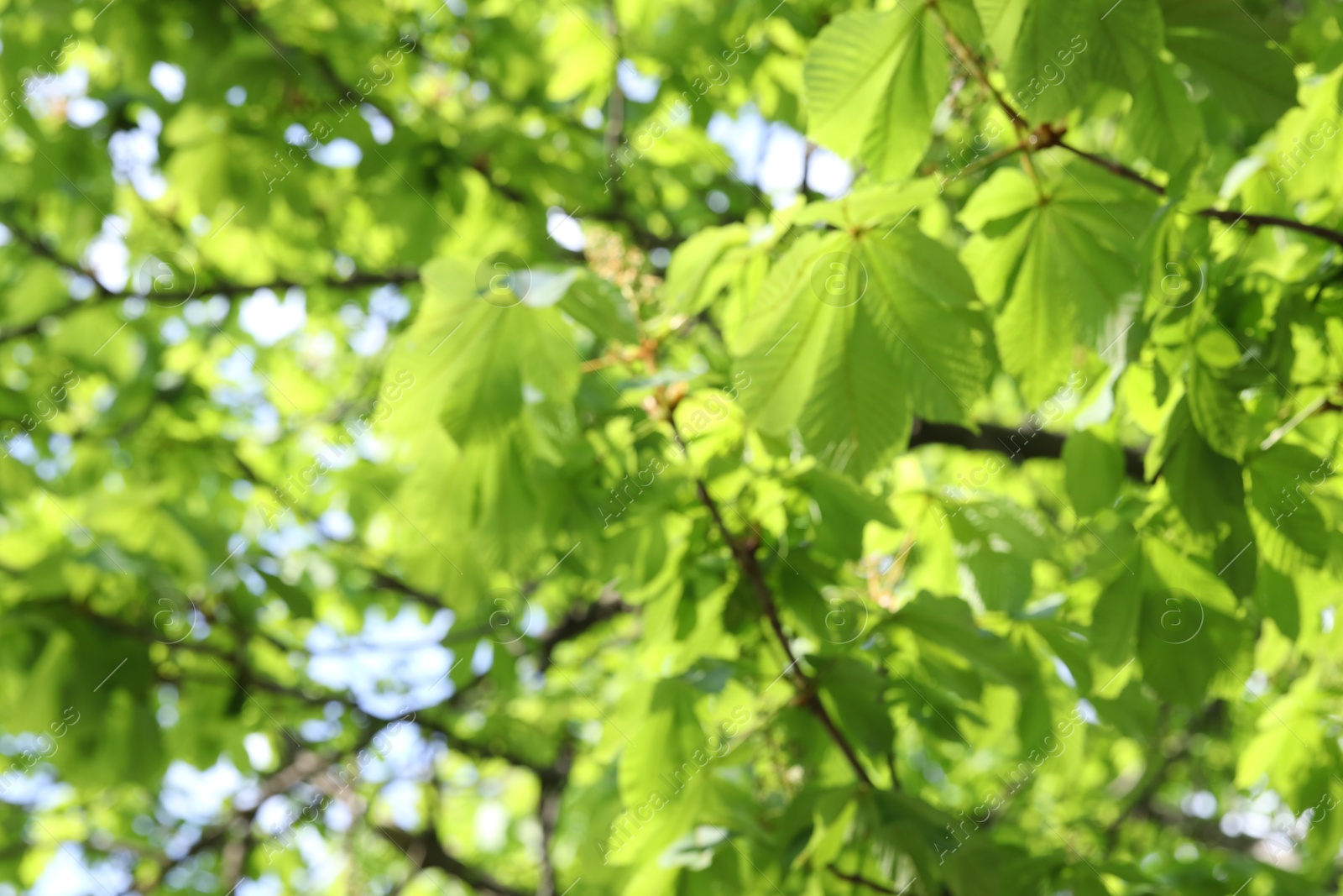 Blurred view of beautiful tree crown, closeup Photo of Blurred view of beautiful tree crown, closeup