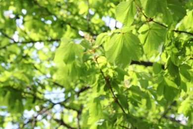 Photo of Blurred view of beautiful tree crown, closeup