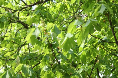 Photo of Beautiful tree crown with green leaves as background, closeup
