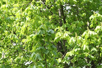 Photo of Beautiful tree crown with green leaves as background, closeup