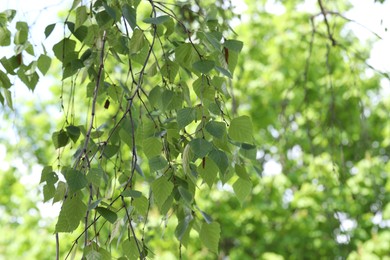 Photo of Beautiful tree crown with green leaves as background, closeup