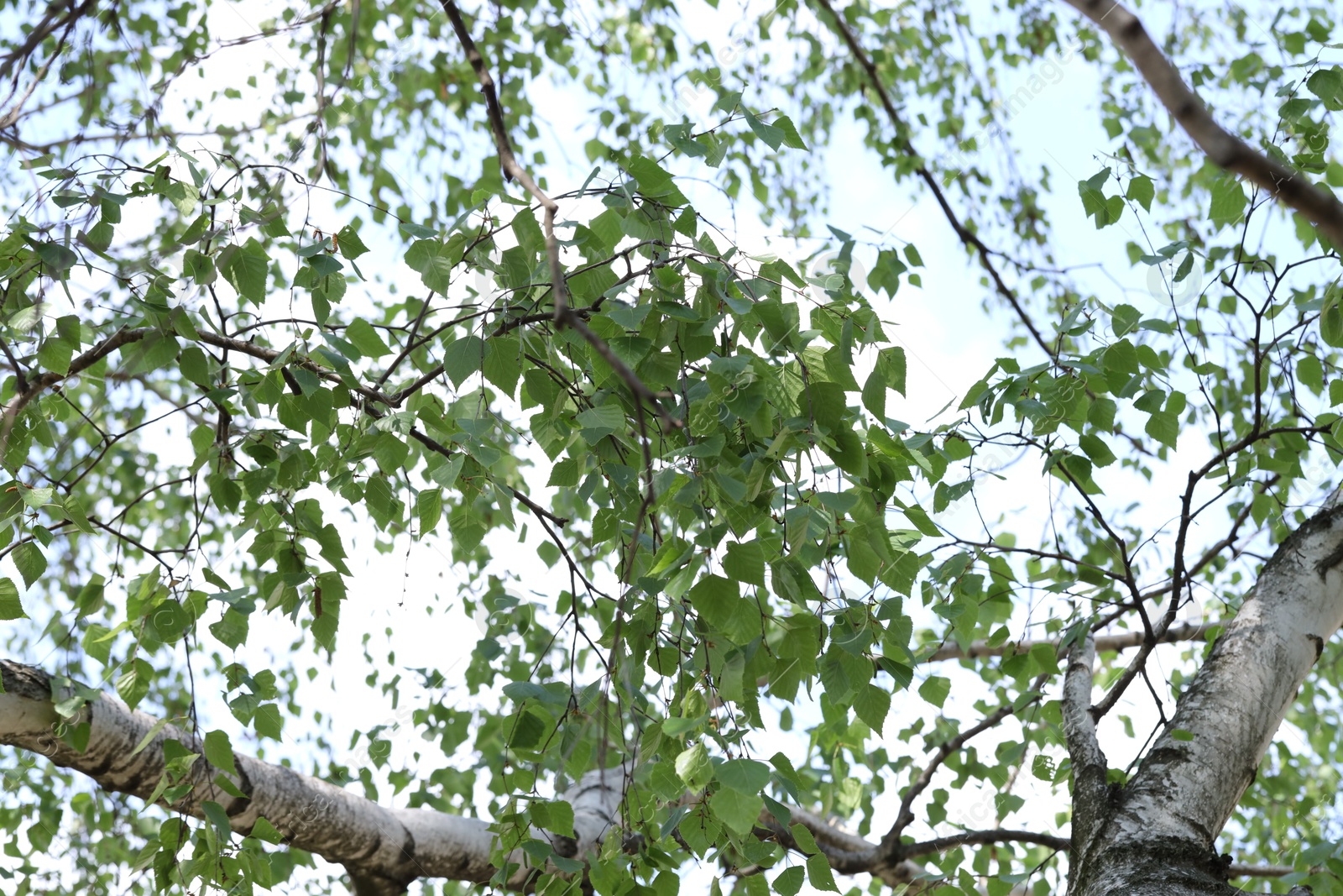 Beautiful tree crown with green leaves as background, closeup Photo of Beautiful tree crown with green leaves as background, closeup