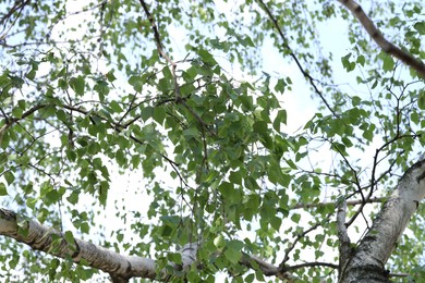 Photo of Beautiful tree crown with green leaves as background, closeup