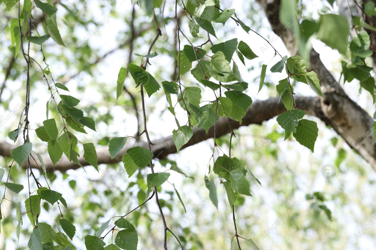 Beautiful tree crown with green leaves as background, closeup Photo of Beautiful tree crown with green leaves as background, closeup