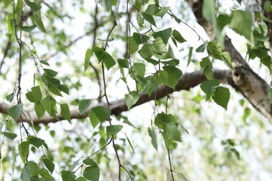 Photo of Beautiful tree crown with green leaves as background, closeup