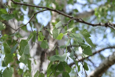 Photo of Beautiful tree crown with green leaves as background, closeup