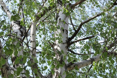 Photo of Beautiful tree crown with green leaves as background, low angle view