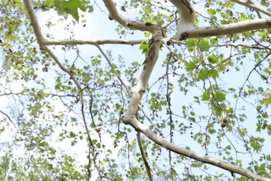 Photo of Beautiful tree crown with green leaves as background, closeup
