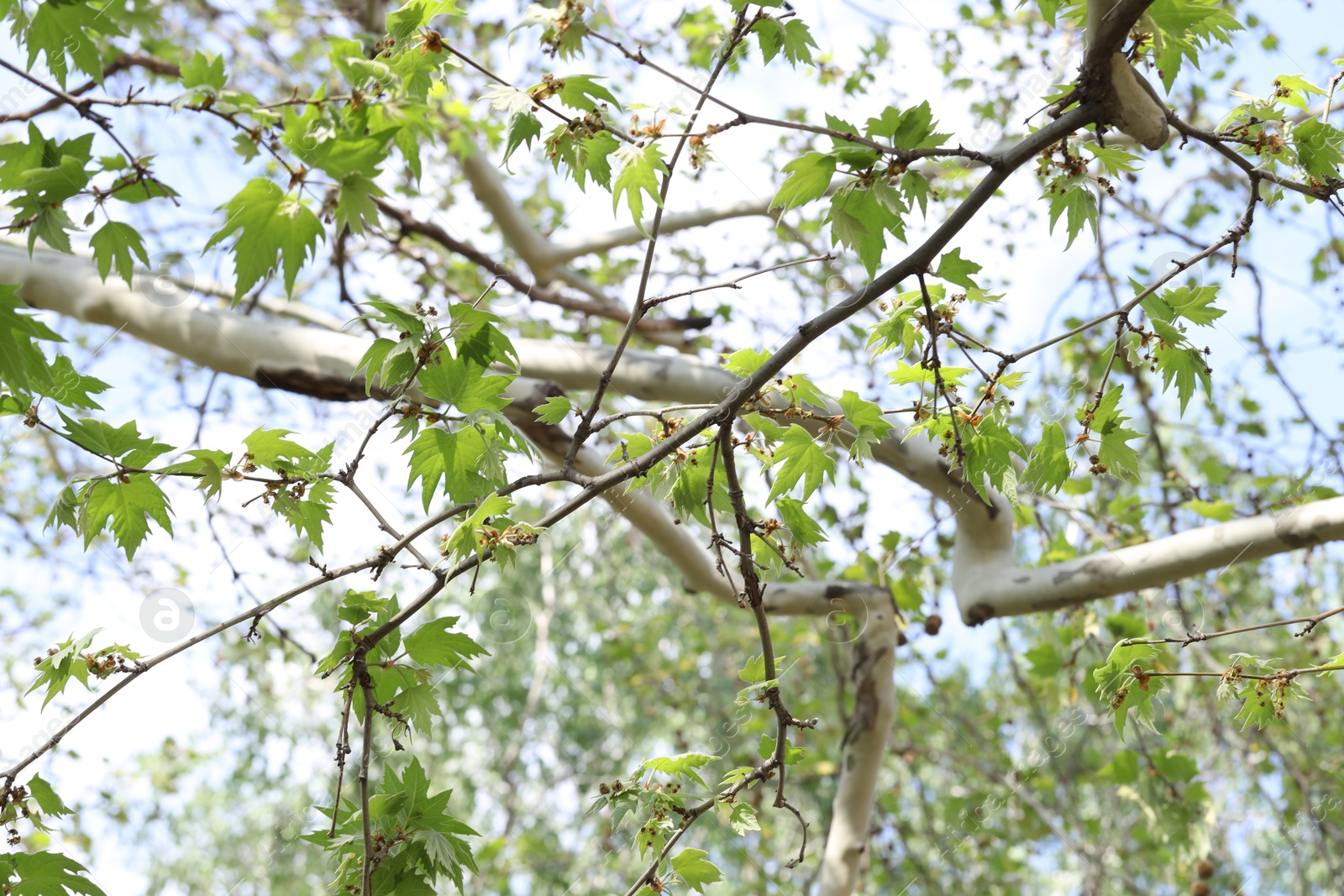 Beautiful tree crown with green leaves as background, closeup Photo of Beautiful tree crown with green leaves as background, closeup