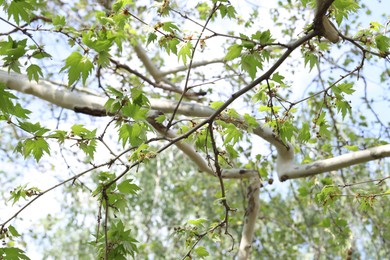 Photo of Beautiful tree crown with green leaves as background, closeup