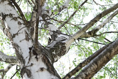 Photo of Beautiful tree crown with green leaves as background, low angle view