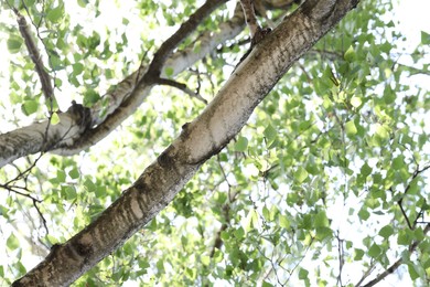 Photo of Beautiful tree crown with green leaves as background, low angle view
