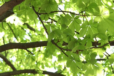 Photo of Beautiful tree crown with green leaves as background, closeup