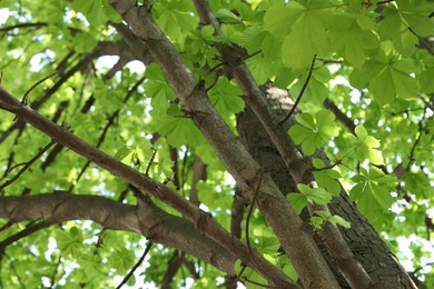 Photo of Beautiful tree crown with green leaves as background, low angle view