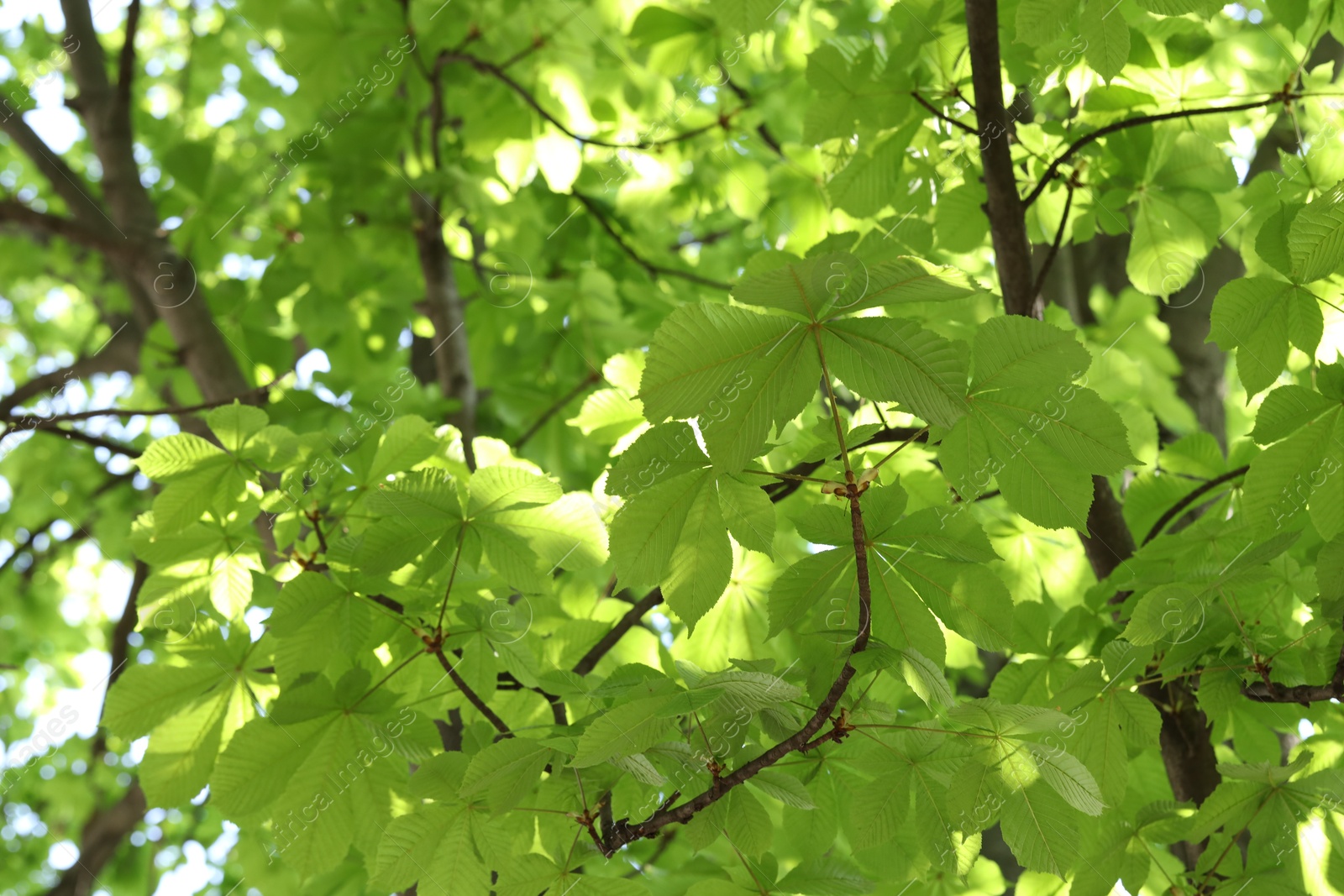 Beautiful tree crown with green leaves as background, closeup Photo of Beautiful tree crown with green leaves as background, closeup