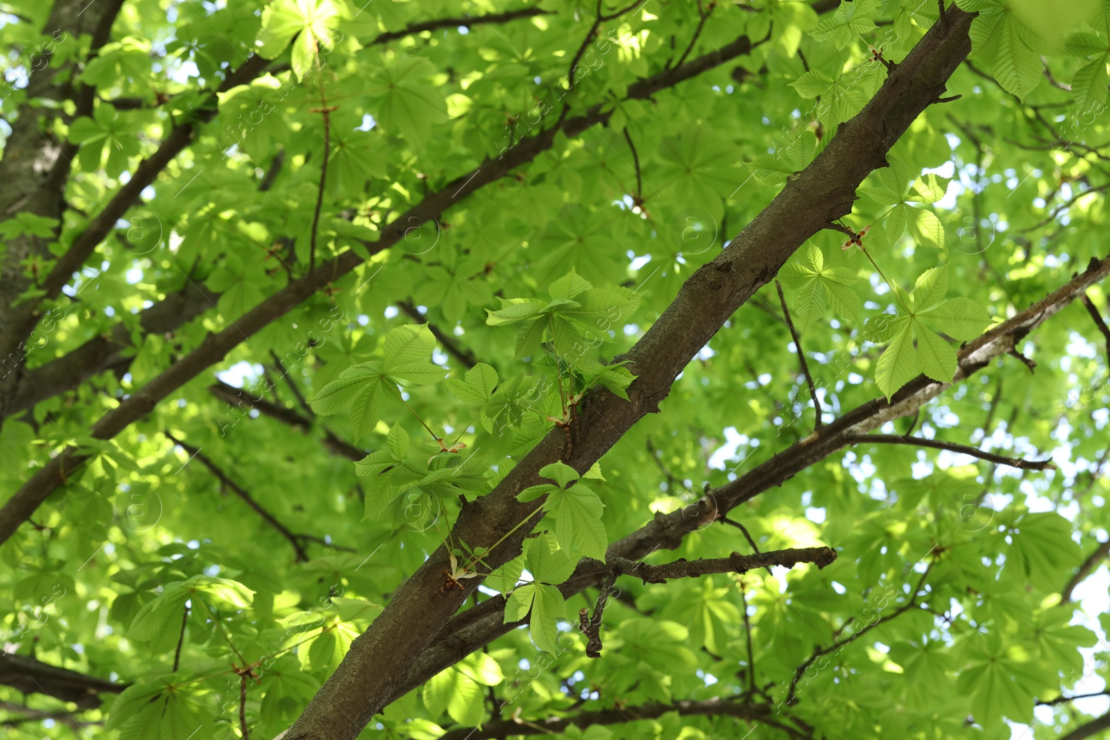 Beautiful tree crown with green leaves as background, closeup Photo of Beautiful tree crown with green leaves as background, closeup