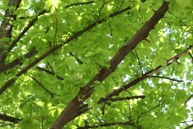 Photo of Beautiful tree crown with green leaves as background, closeup