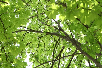Photo of Beautiful tree crown with green leaves as background, closeup