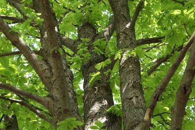 Photo of Beautiful tree crown with green leaves as background, low angle view