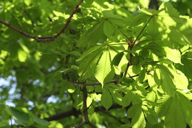 Photo of Beautiful tree crown with green leaves as background, closeup