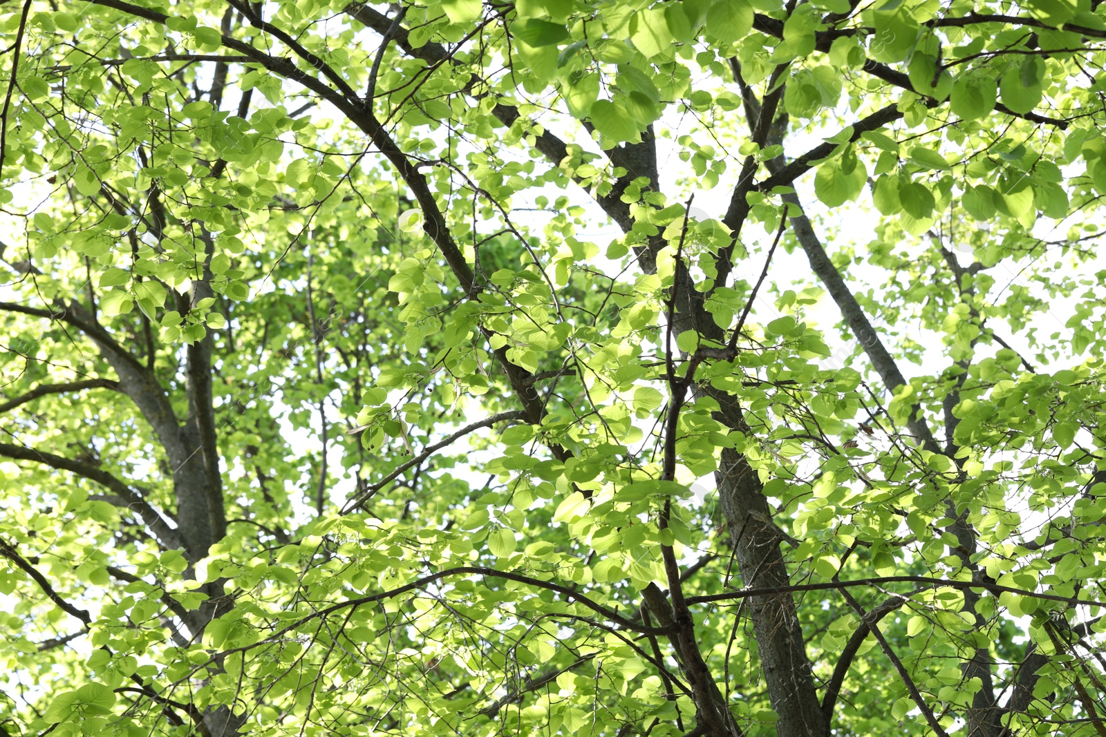 Beautiful tree crown with green leaves as background, low angle view Photo of Beautiful tree crown with green leaves as background, low angle view