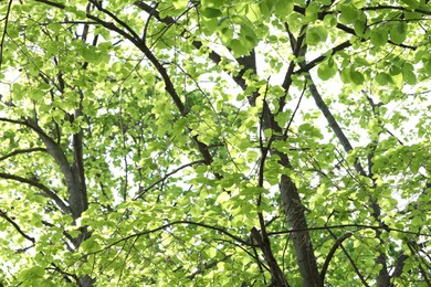 Photo of Beautiful tree crown with green leaves as background, low angle view