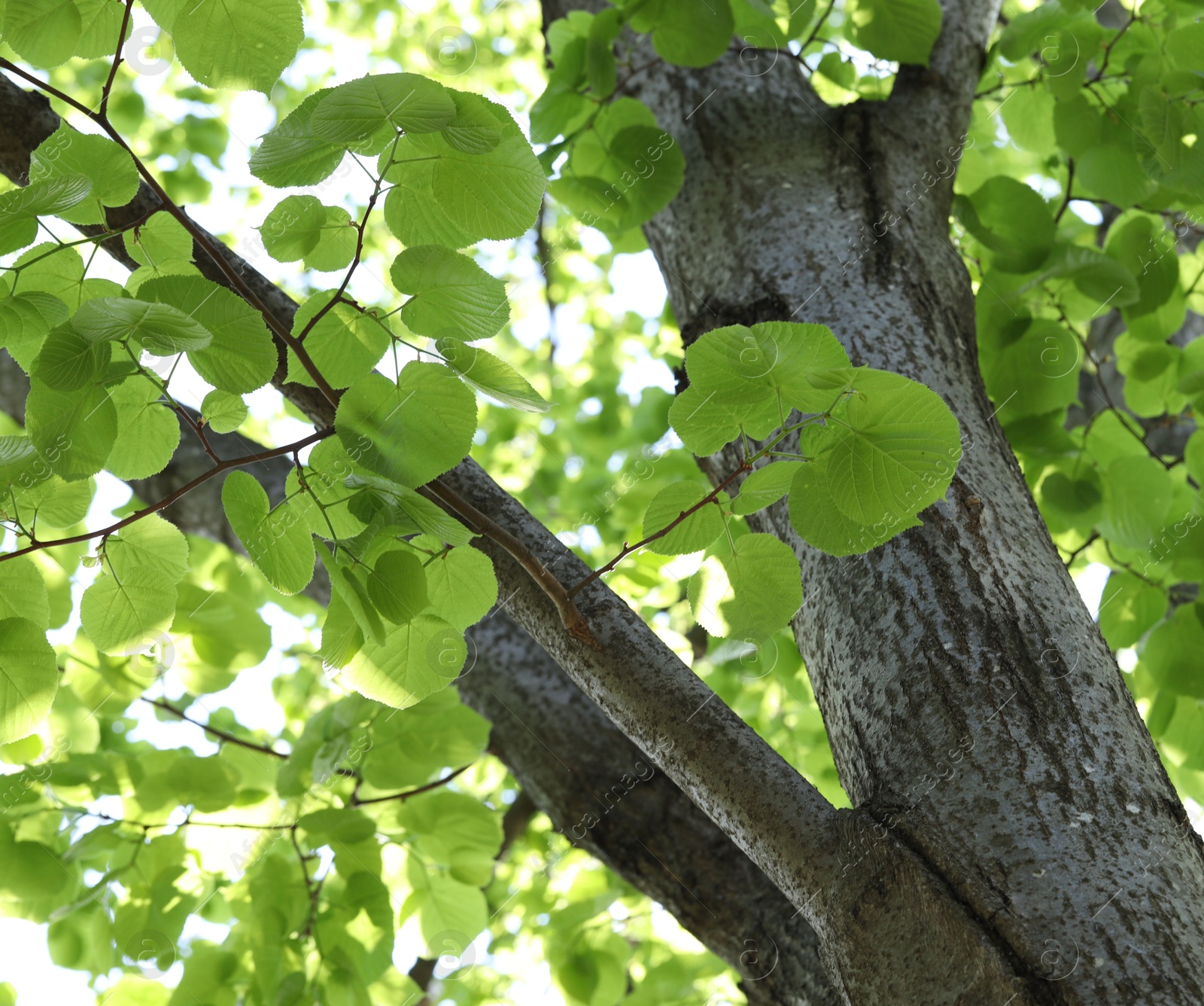 Beautiful tree crown with green leaves as background, low angle view Photo of Beautiful tree crown with green leaves as background, low angle view