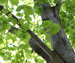Photo of Beautiful tree crown with green leaves as background, low angle view