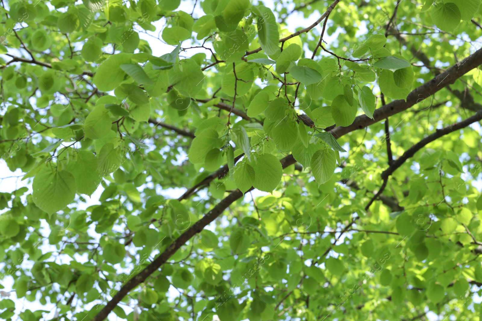 Beautiful tree crown with green leaves as background, low angle view Photo of Beautiful tree crown with green leaves as background, low angle view