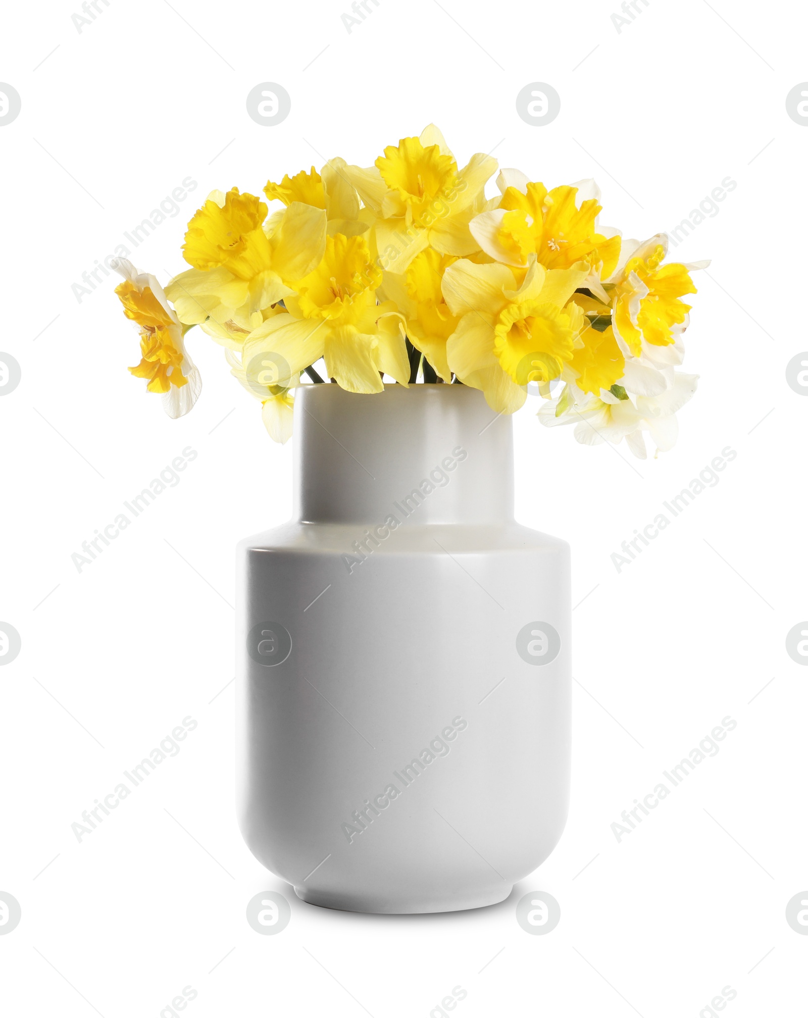 Beautiful daffodils in vase isolated on white Photo of Beautiful daffodils in vase isolated on white