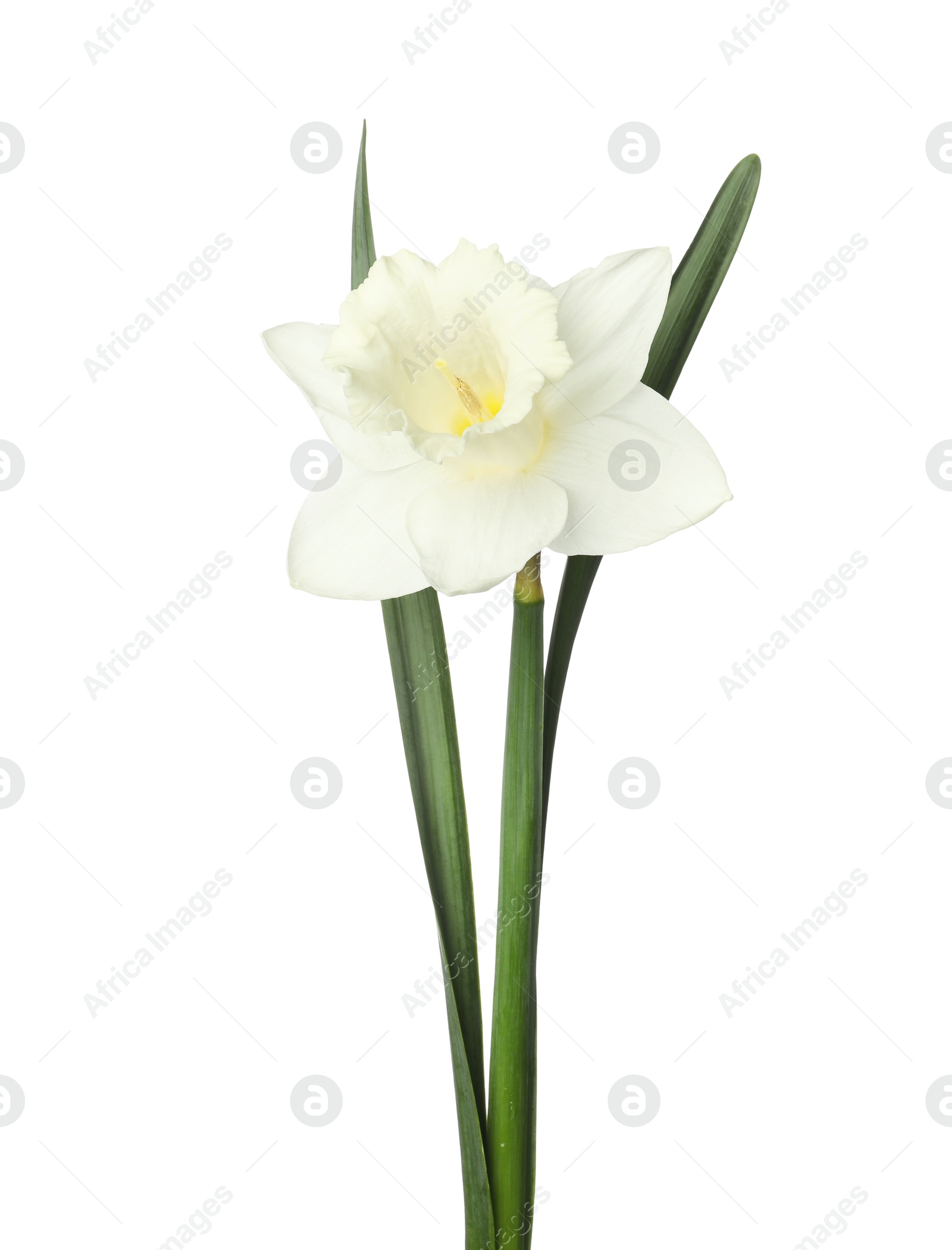 One beautiful daffodil with leaves isolated on white Photo of One beautiful daffodil with leaves isolated on white