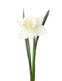 Photo of One beautiful daffodil with leaves isolated on white