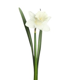 Photo of One beautiful daffodil with leaves isolated on white