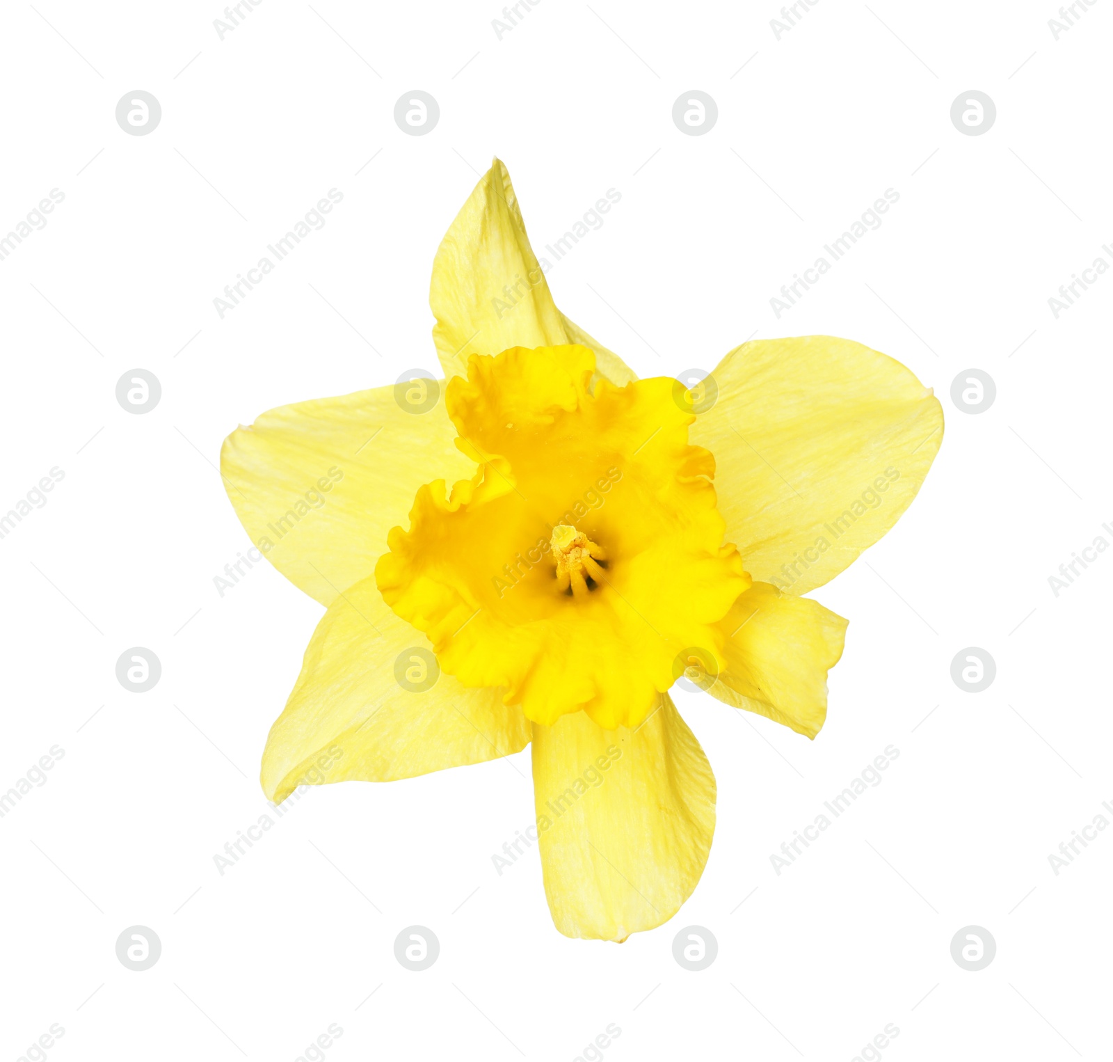 One beautiful daffodil flower isolated on white Photo of One beautiful daffodil flower isolated on white