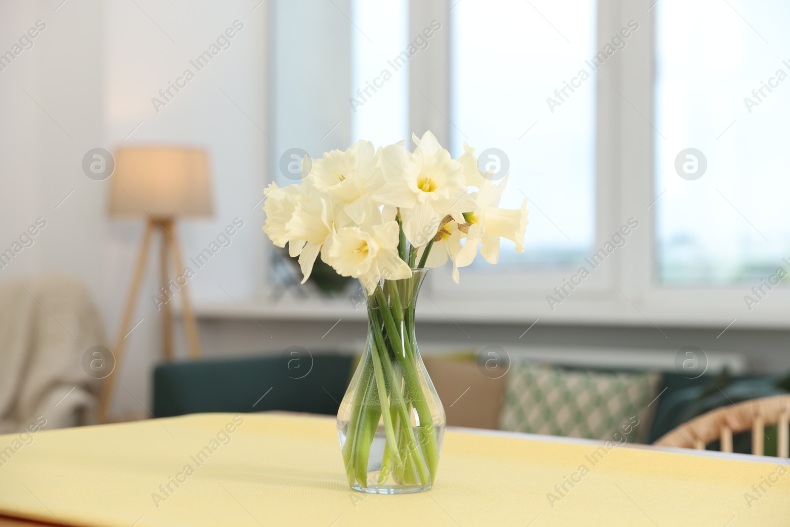 Beautiful daffodils in glass vase on table at home Photo of Beautiful daffodils in glass vase on table at home